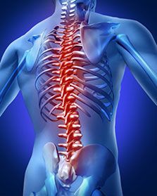 Anatomical illustration highlighting the spinal cord